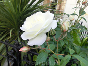 Ну а еще в Лондоне очень много роз, разноцветных с настоящим тонким ароматом. 
Под конец прогулки вспомнился Элтон Джон и его слова памяти принцессы Дианы:
Goodbye ...