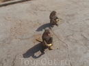 Гид выдал каждому пакетик с бананами,  но обезьяны вырывают их из рук.