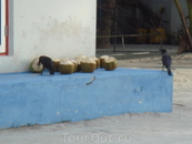 на экскурсии в мальдивскую рыбацкую деревню....  И вороны любят кокосы