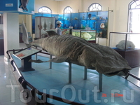 В музее института океанографии представлено большое количество препарированных морских обитателей