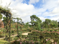 В парке Ретиро огромный розарий, в нем растут разные сорта роз, есть несколько фонтанов.
