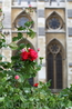 Около аббатства цветут розы сорта " Королева Елизавета"