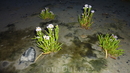 растительность Белого моря. в прилив эти цветы скрываются под водой!
