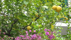 Лимоны одновременно цветут и зреют.Нон-стоп.