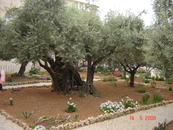 Гефсиманский сад- оливам 2000 лет.