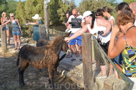 Сафари на Осликах - колорит Кипра
Проезжая через “красные” деревни, недалеко от вашего отеля, посетите Парк Животных компании Аргонафтис, который находится ...
