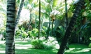 Фото Royal Palm