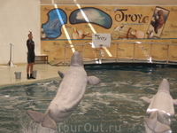 Дельфины в аквапарке