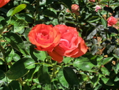 А вот розарий там красив и в жарком летнем воздухе стоит аромат роз.