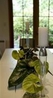 Фото Arrowtown House Boutique Hotel