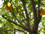 Мандариновое дерево на территории отеля