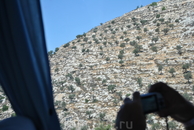 оливковые деревья на склонах холма (вид из окна)
