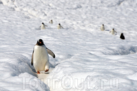 Пингвины прокладывают собственные тропинки по Белому континенту.