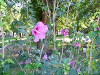 Цветы в Братском саду