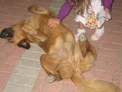уникальная собака - когда ее кто-то начинал гладить, она сразу принимала такую позу )))
