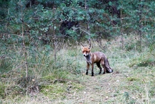 Были удивленны большим количеством непуганых рыжих лисичек, гуляющих по Куршской косе.