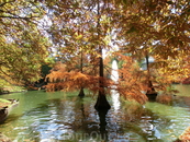 Кипарисы, растущие в озере у дворца.