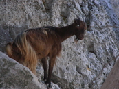 горная коза, которая вместе с нами поднялась к церкви Цамбики...только мы по ступенькам, а она по скале