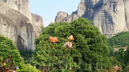 розы на фоне скал Метеоры