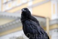 Черный ворон у Музея истории Кронштадта