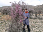 Весна в Иране