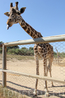 Жираф-забияка :)
Зоопарк Фригиа - Friguia Park - между Сусом и Хаммаметом