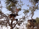 Местное чудо - козы пасутся на аргановых деревьях!