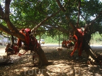 Дерево баньяна увешано колыбельками от благодарных молодых мамочек.