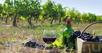 Всенародный праздник вина