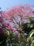 Пуэрто де ля Крус. Ботанический сад, открытый в 1788-1790 гг. по инициативе Дона Алонсо де Нава Гримон.
Здесь представлен обширный спектр растительного ...
