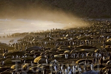 Этот мир может погибнуть...
Автор: Пол Никлен (Paul Nicklen)