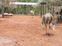 Это небольшой зоопарк в отеле Villate Limoune. Здесь страусов можно посмотреть поближе, хотя они и в загонах