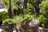 Внутренний дворик, пальмы и кактусы.