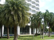 На территории отеля. Великолепные пальмы