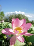 Цветок лотоса из дельты Волги может быть в диаметре до 64 см