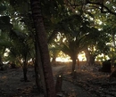 Фото Kosrae Village Ecolodge