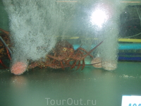 Выбираешь крабика - они тебе его готовят