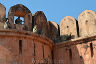 Обезьянки на стенах Джайгарх форт