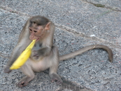 мартышко, которое на подругу накинулось подляцки сзади и вытащило банан из сумки