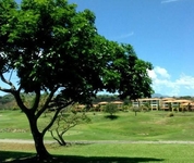 The Woods at Palmas del Mar