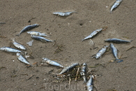 Кута, рыба выбросилась на пляж