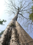 Ta Phrom