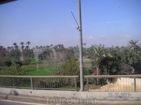 По дороге в Гизу;  растительность на берегу Нила (снимок из автобуса)