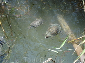 Маленькие родственники Большой черепахи живут в водоеме у термальных источников