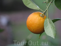 Такая красота повсюду