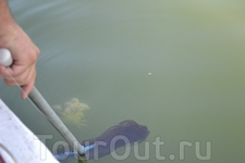 ловля голубого краба на леску с подвешенным кусочком курицы на р.Дальян ловля голубого краба на леску с подвешенным кусочком курицы на р.Дальян