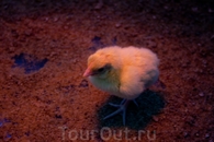 Научный центр «Ahhaa». Местный житель:) Каждый день в инкубатор закладываются около 6 яиц, из них вылупляются цыплята. Это можно даже увидеть, если повезёт ...