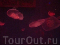 медузы. Океанариум