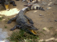 крокодильчики на "змеином источнике"