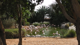  Зоопарк в Аль Айне.